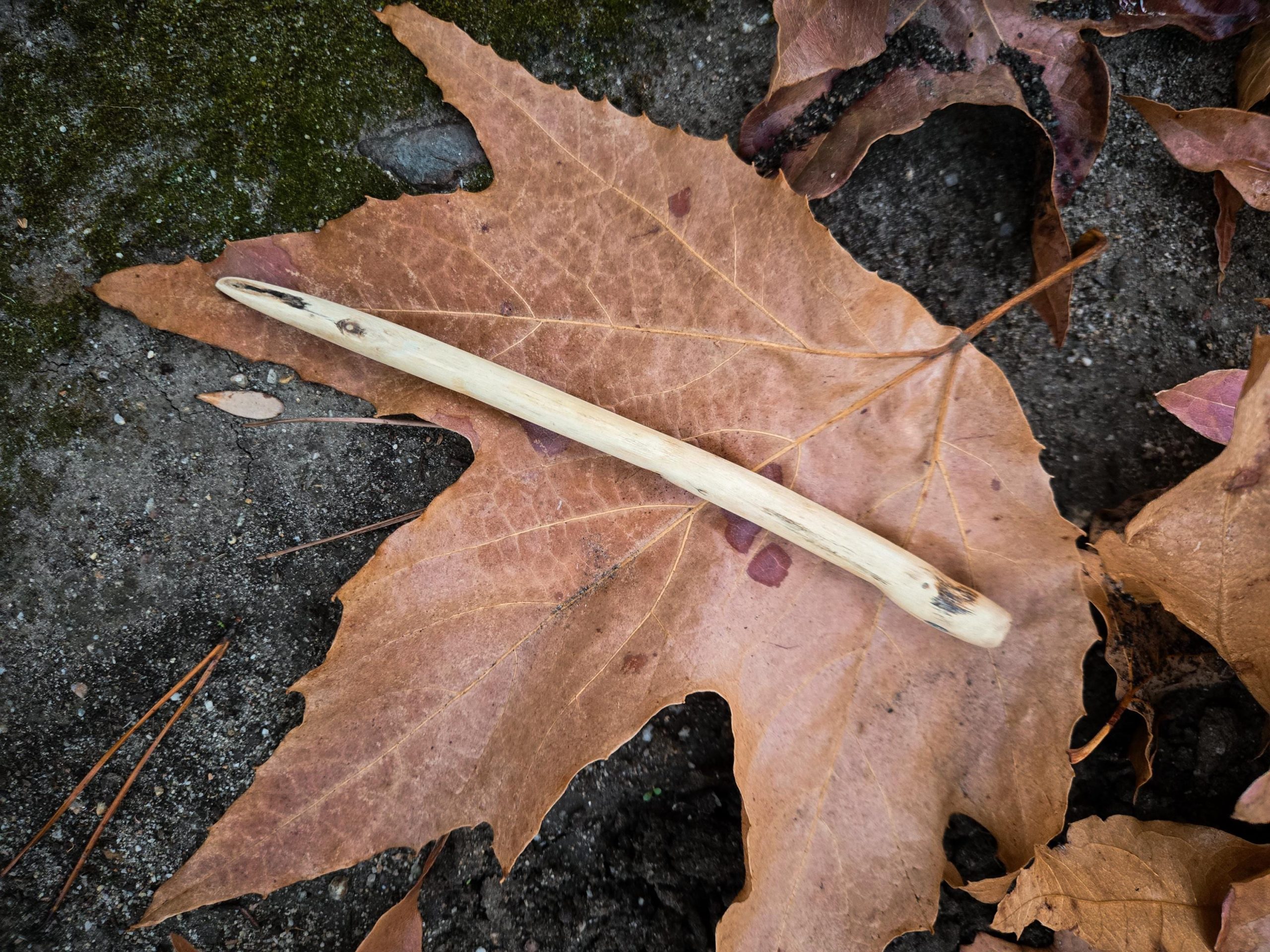 Hand-carved cottonwood wood hair fork securing a bun in long hair outdoors — plastic-free natural hairpin from Sprouted Dreams.
